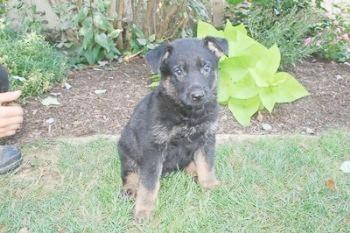 Puppies in PA